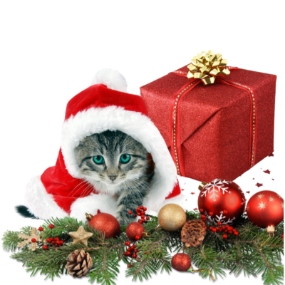 Box Natal Eco Gato
