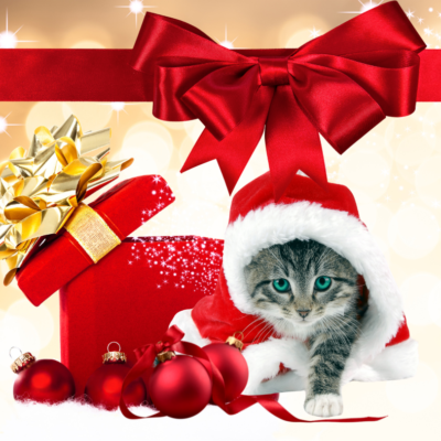 Box Natal Premium Gato